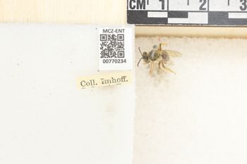 Media type: image;   Entomology 770234 Aspect: Labels